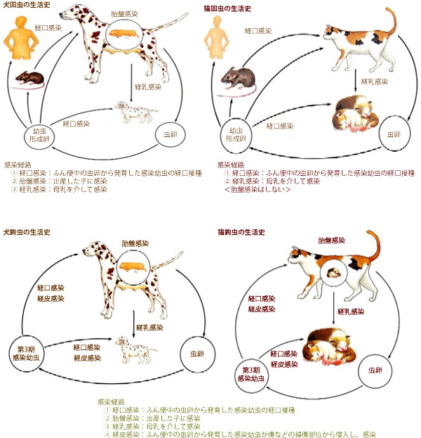 現代製薬商品説明 ペットケア ペット用品 ｇストア